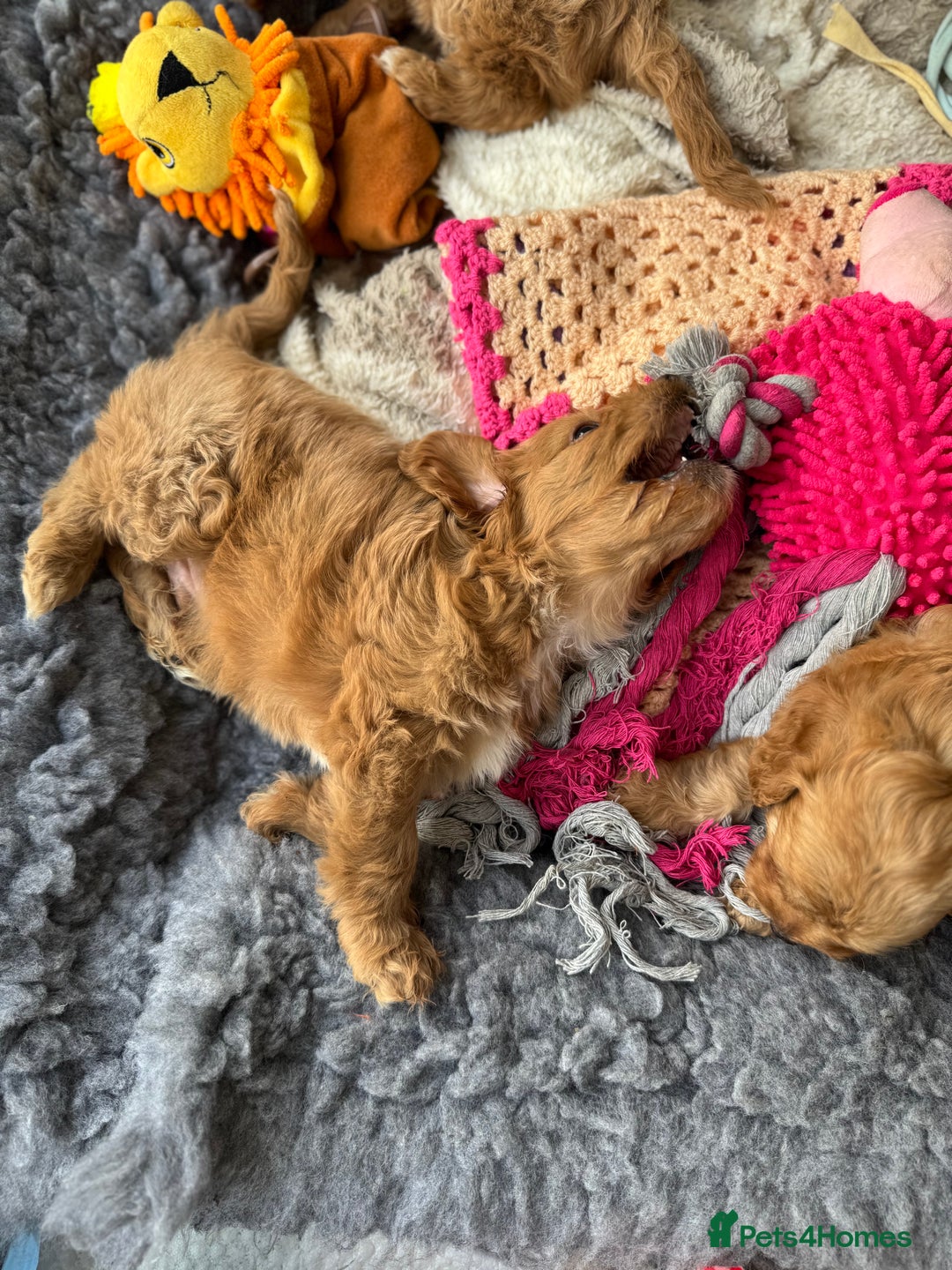 Cavapoo dogs for sale: Quality bred Cavapoo F1 - Image 14