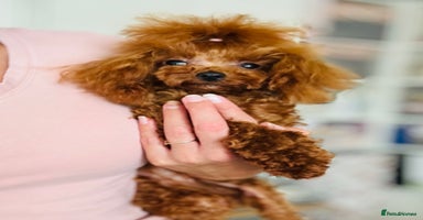 Toy Poodle dogs - Advert 2