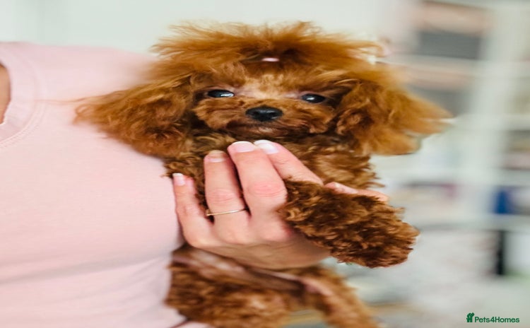 Toy Poodle dogs - Advert 6
