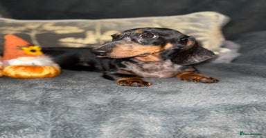 Miniature Dachshund dogs - Advert 10