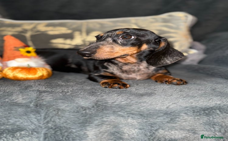 Miniature Dachshund dogs - Advert 4