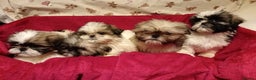 Shih Tzu dogs for sale: Shih Tzu puppy's  - Advert 3