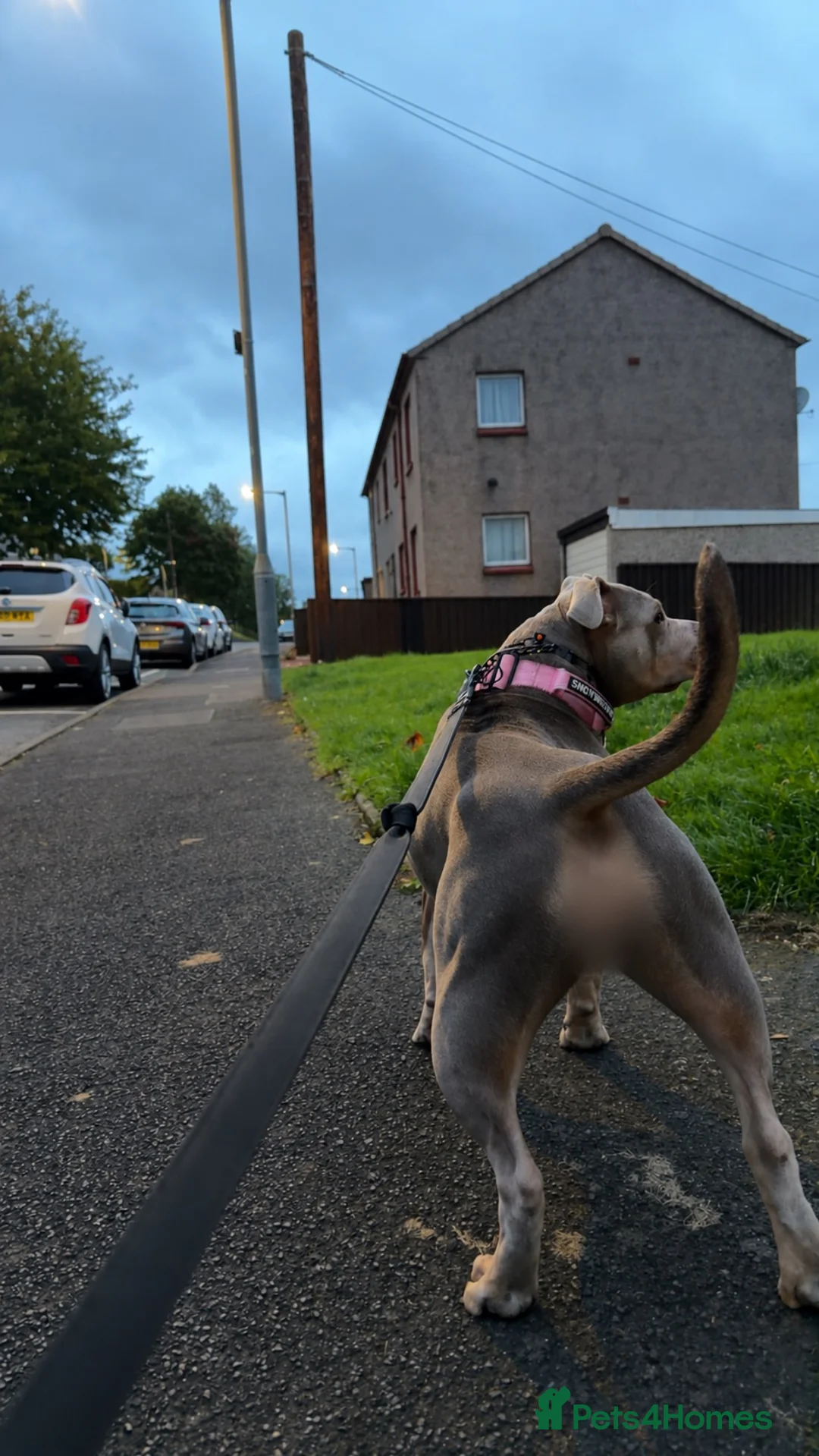Staffordshire Bull Terrier dogs for stud: bonnie  - Advert 5