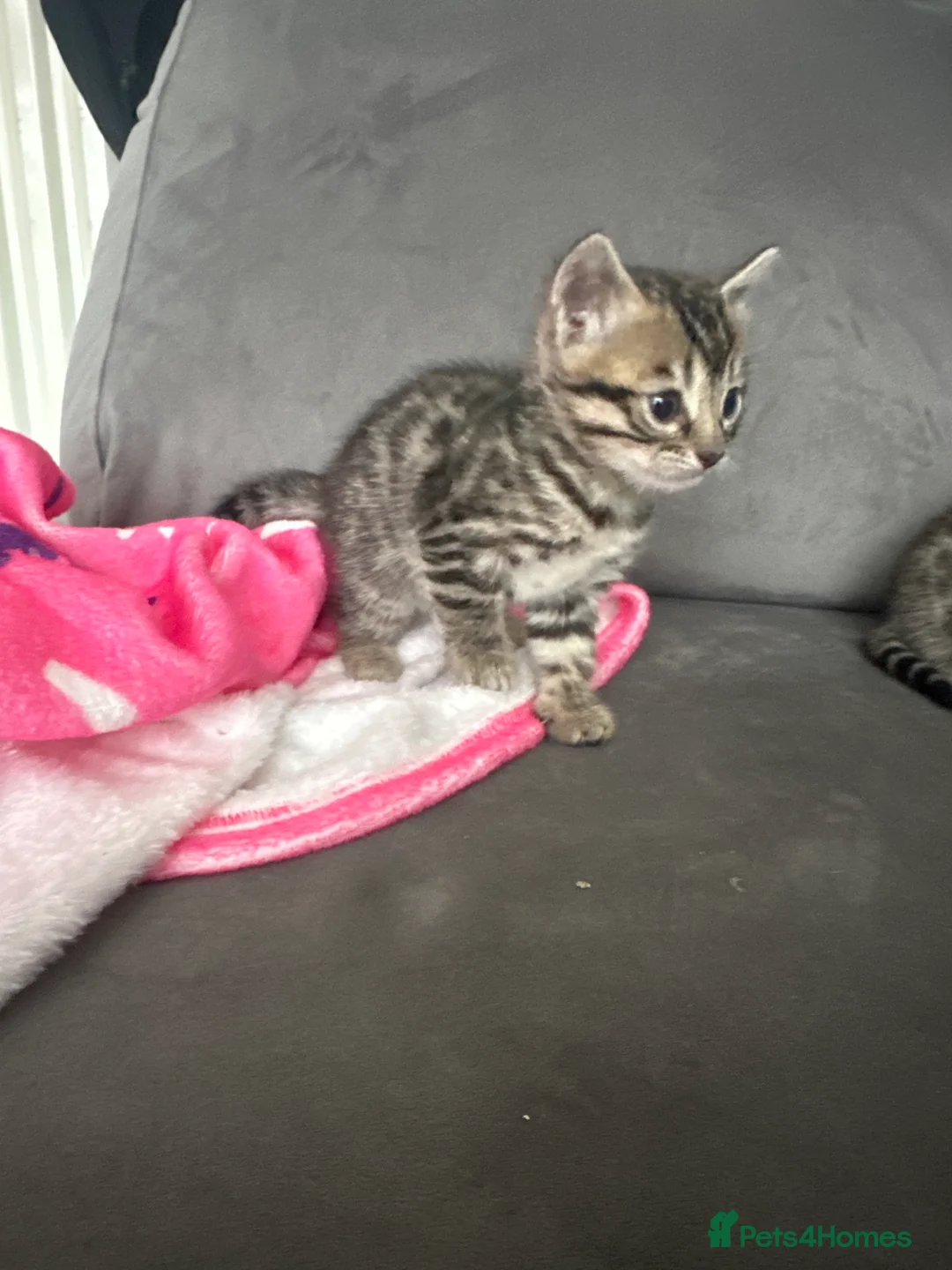 Mixed Breed cats for sale: Beautiful Bengal Ragdoll Mix Kittens for Sale - Advert 6