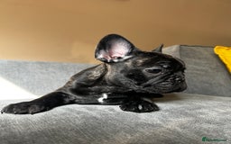 French Bulldog dogs for sale: KC, standard colours French Bulldog puppies🐾 - Image 26