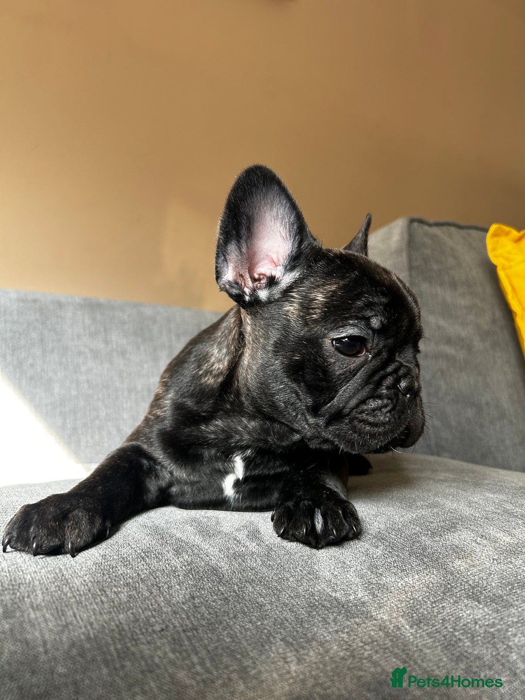 French Bulldog dogs for sale: KC, standard colours French Bulldog puppies🐾 - Image 26
