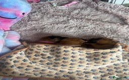 Boxer dogs for sale: 3 girls left - Image 1