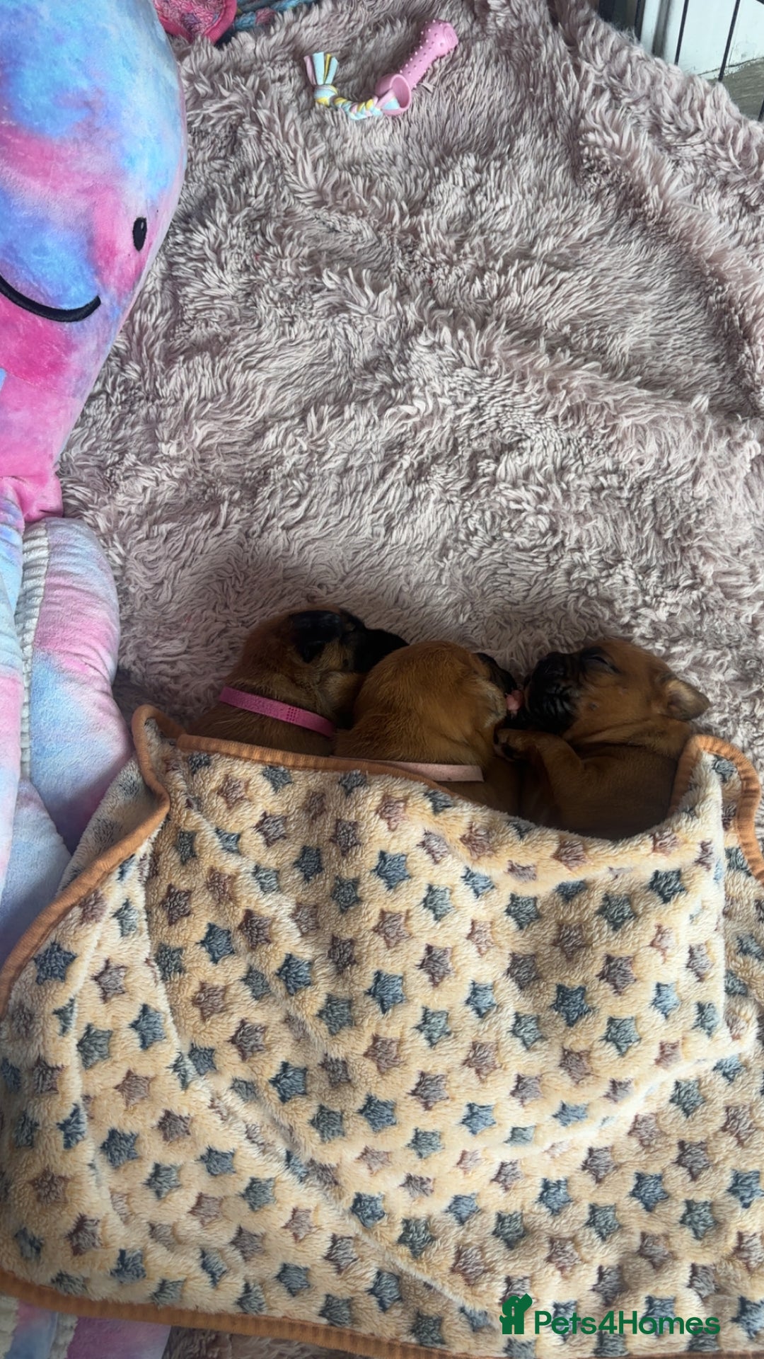 Boxer dogs for sale: 3 girls left - Image 1