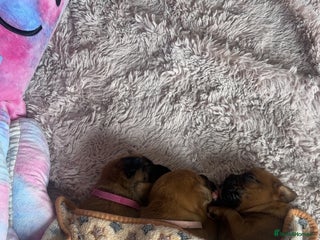 Boxer dogs - Advert 15