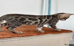 Bengal cats for sale: Ready for homes 3 stunning TICA reg Bengal boys - Image 21