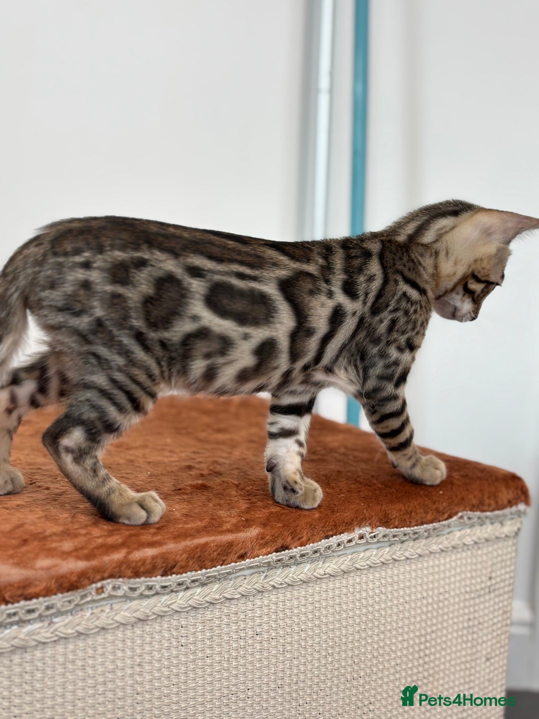Bengal cats for sale: Ready for homes 3 stunning TICA reg Bengal boys - Image 21