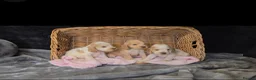Cocker Spaniel dogs for sale: Beautiful kc reg show cockers  - Advert 7