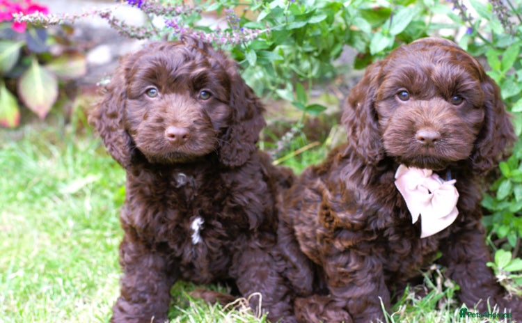 Cockapoo dogs - Advert 11