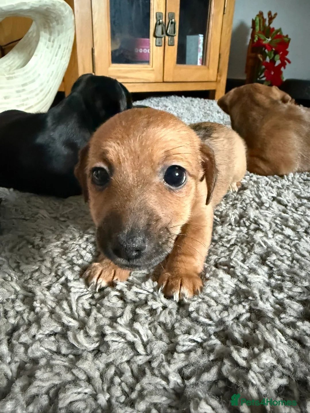 Jack Russell dogs for sale: Gorgeous Jack Russell puppies  - Advert 2