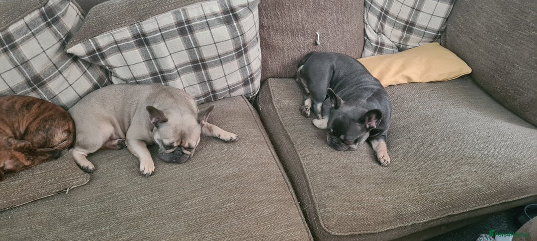 French Bulldog dogs for sale: Two French bulldogs for sale  - Advert 3