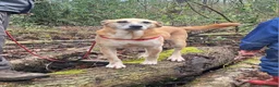 Mixed Breed dogs for sale: Foster or Forever Home for Beautiful Sanchez - Advert 14