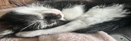 Domestic Shorthair cats for sale: Kittens  - Advert 3