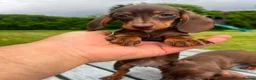 Miniature Dachshund dogs for sale: Reduced price -Mini Dachshund Puppies  Chocolate - Advert 1
