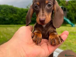 Miniature Dachshund dogs Reduced price -Mini Dachshund Puppies Chocolate - Advert 18