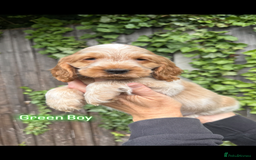 Cocker Spaniel dogs for sale: Last boy! Top quality show-type Cocker Spaniels! in Leicester - Image 23