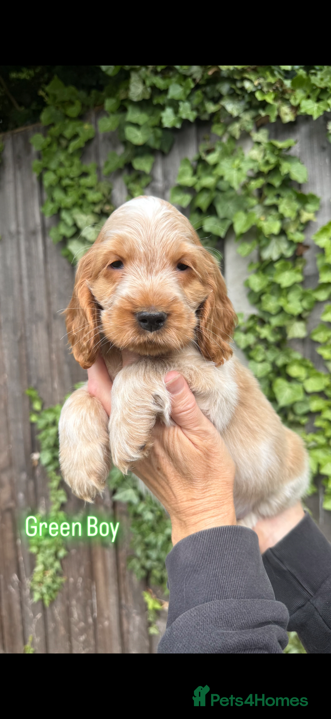 Cocker Spaniel dogs for sale: Last boy! Top quality show-type Cocker Spaniels! in Leicester - Image 23
