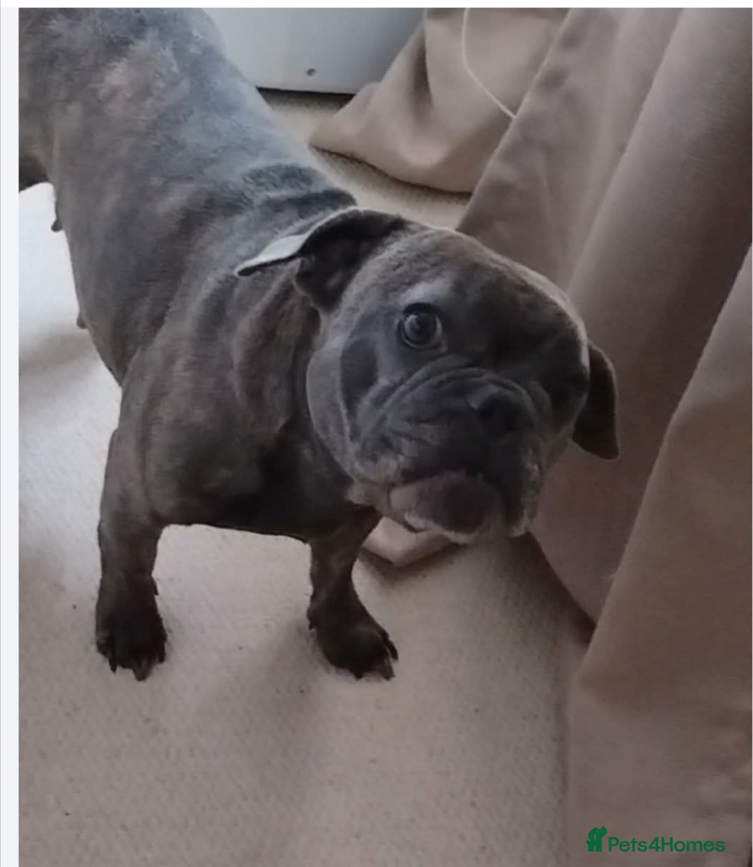 French Bulldog dogs for sale: French bulldog female blue colour - Advert 3