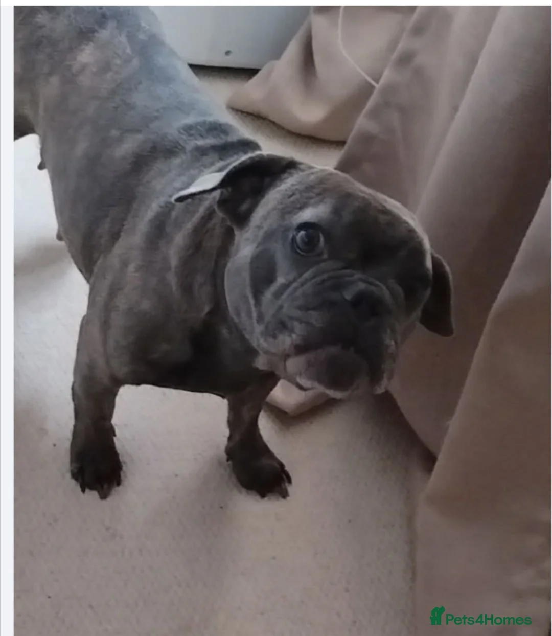 French Bulldog dogs for sale: French bulldog female blue colour - Advert 9