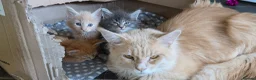 Maine Coon cats for sale: Male  - Advert 2