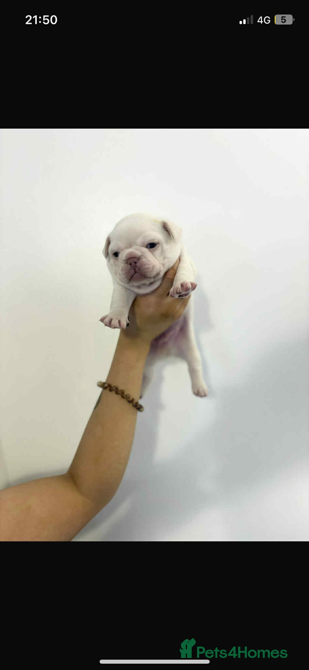 French Bulldog dogs for sale: Stunning Fluffy Frenchies Pink, Merle & Teddy Bear - Image 2