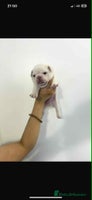 French Bulldog dogs - Advert 3