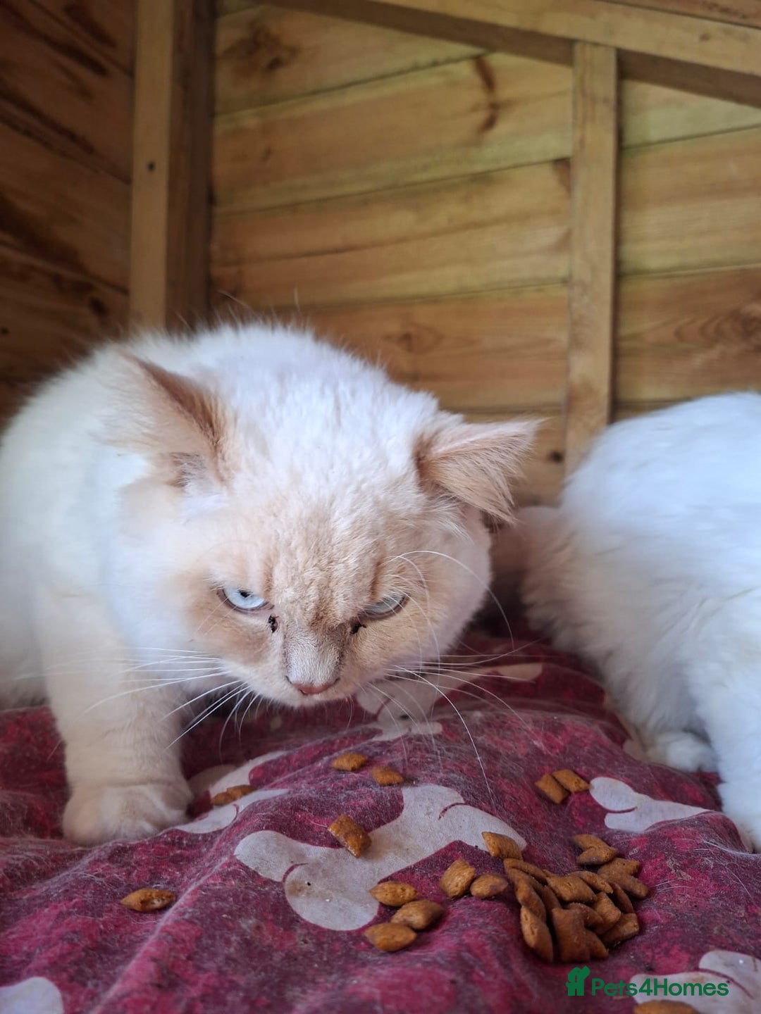 Ragdoll cats for sale: Beautiful Ragdoll x British long hair kittens  - Image 14