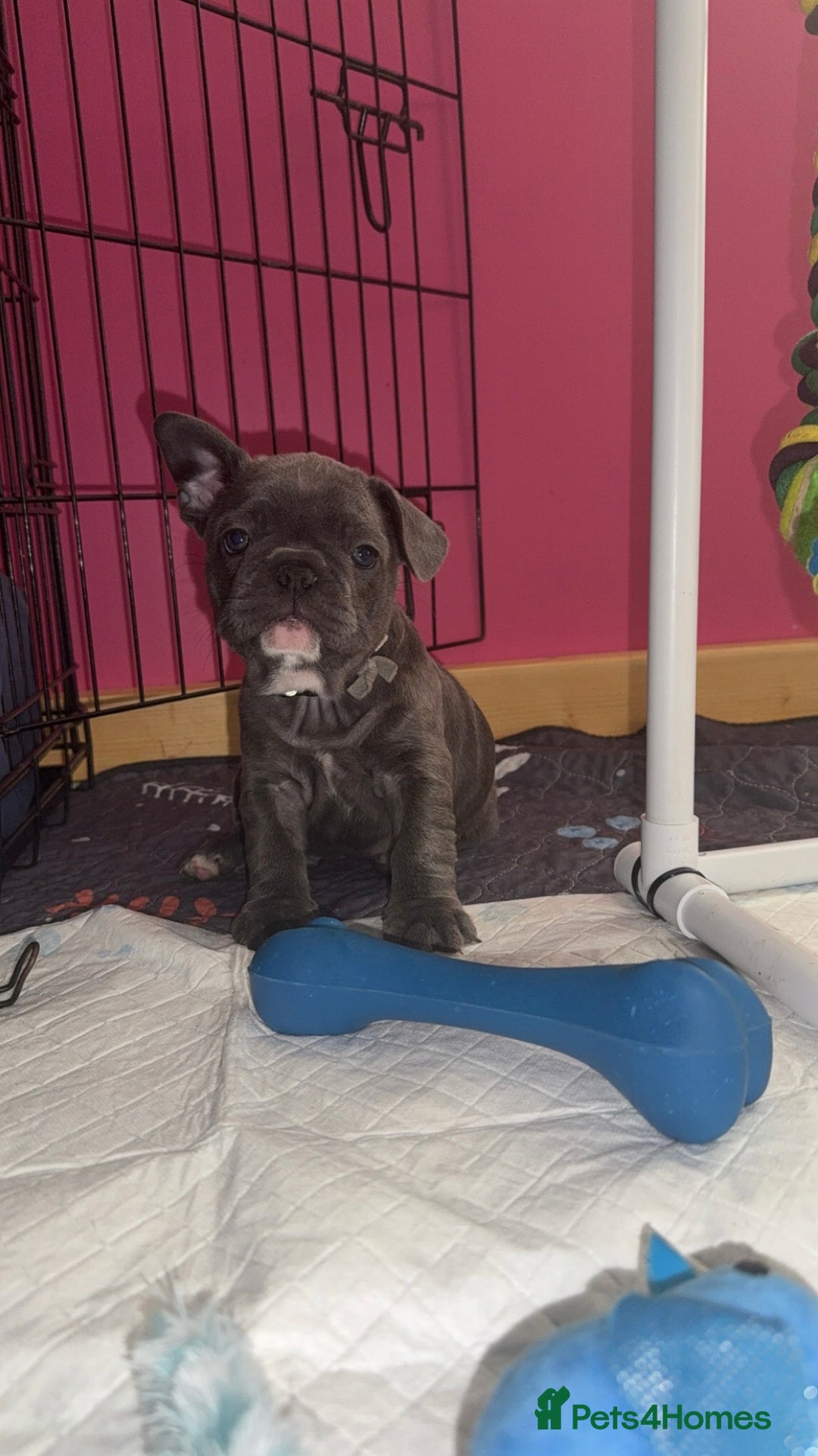 French Bulldog dogs for sale: 5 female French Bulldog –9 weeks old💙 🐾 - Advert 24