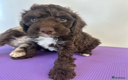 Cockapoo dogs for sale: Cockapoos ready now  - Image 9