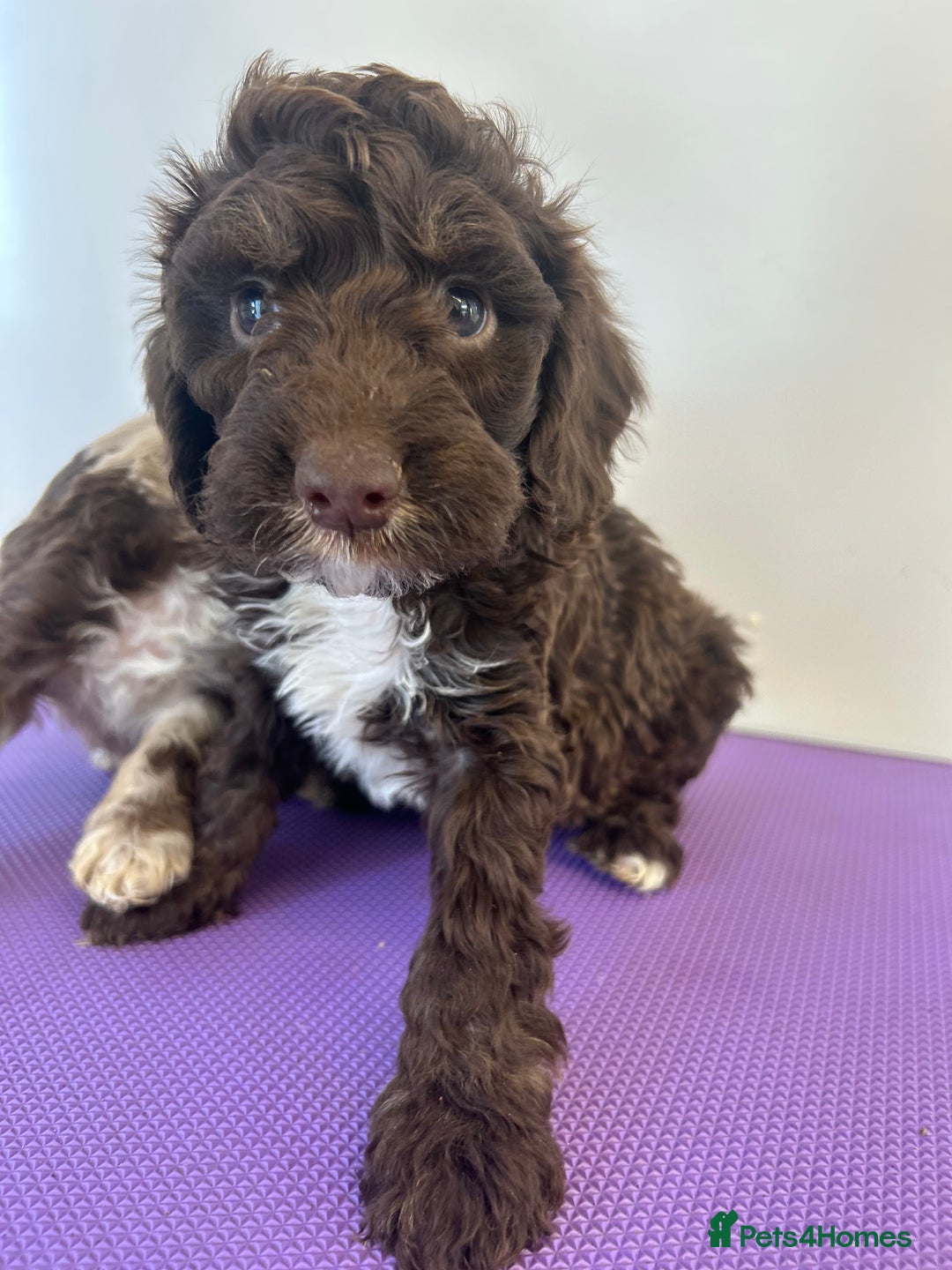 Cockapoo dogs for sale: Cockapoos ready now  - Image 9