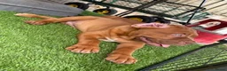 Dogue De Bordeaux dogs for sale: Junior in Thornton-Cleveleys - Advert 6