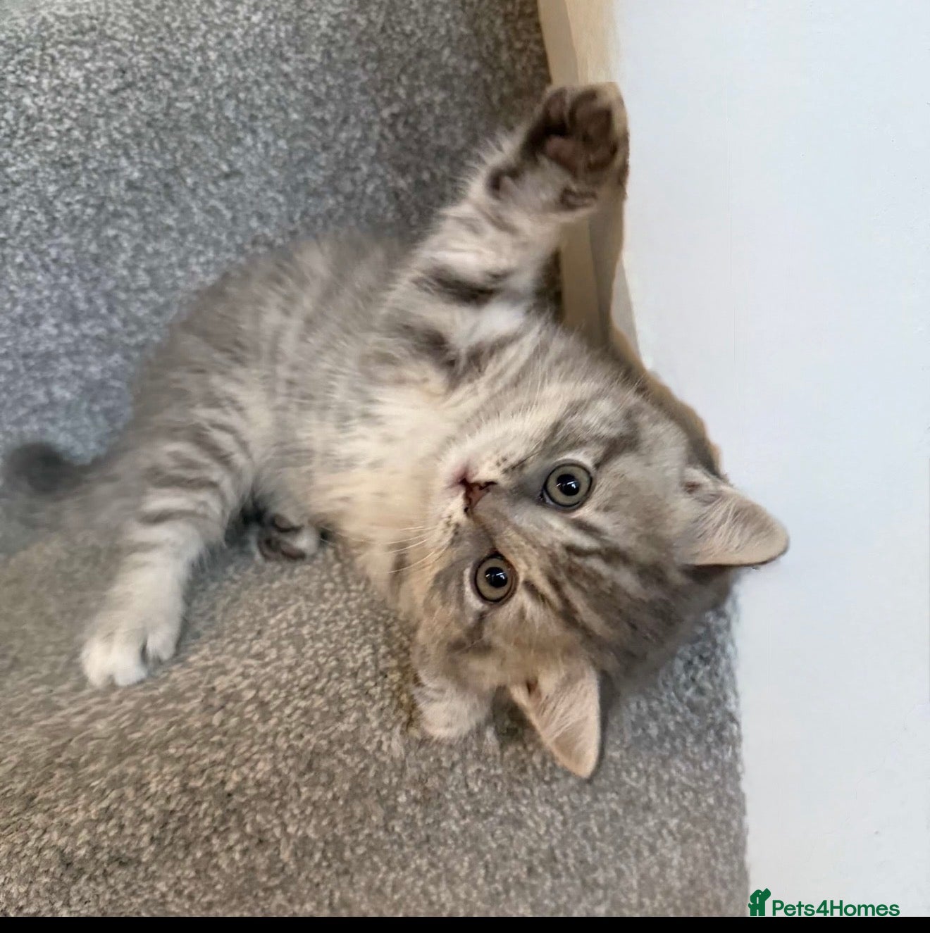 British Shorthair cats BSH KITTENS price negotiable - Advert 3