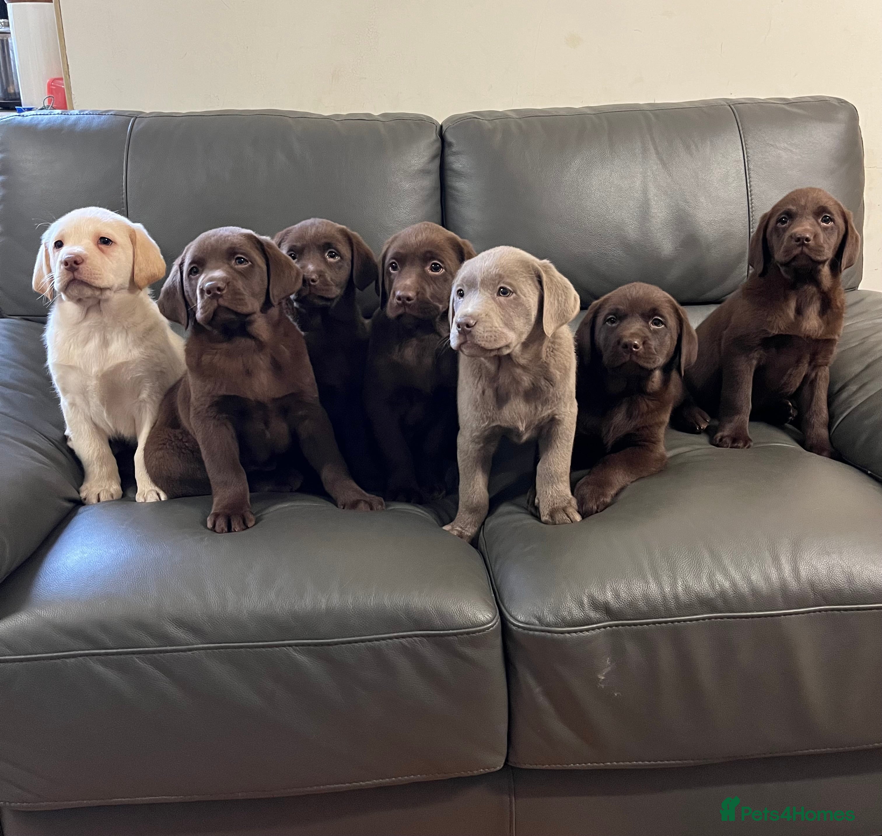 Labrador Retriever dogs Gorgeous Golden KC Reg Labrador - Advert 4