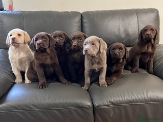 Labrador Retriever dogs Gorgeous KC Reg Labradors - Advert 1