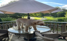 Italian Spinone dogs for sale: ITALIAN SPINONE WAITING LIST OPEN -DUE OCT - Image 16