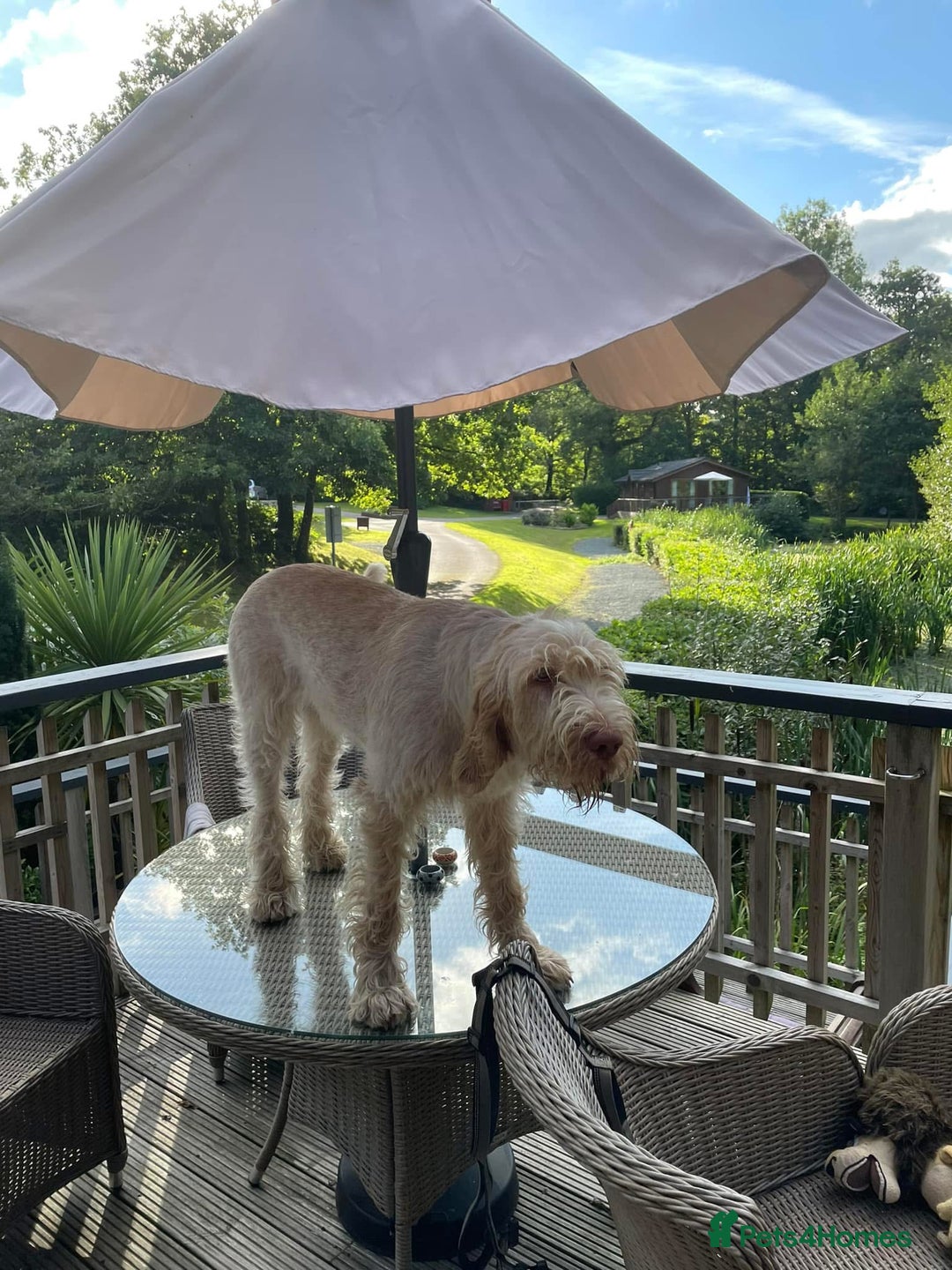 Italian Spinone dogs for sale: ITALIAN SPINONE WAITING LIST OPEN -DUE OCT - Image 16