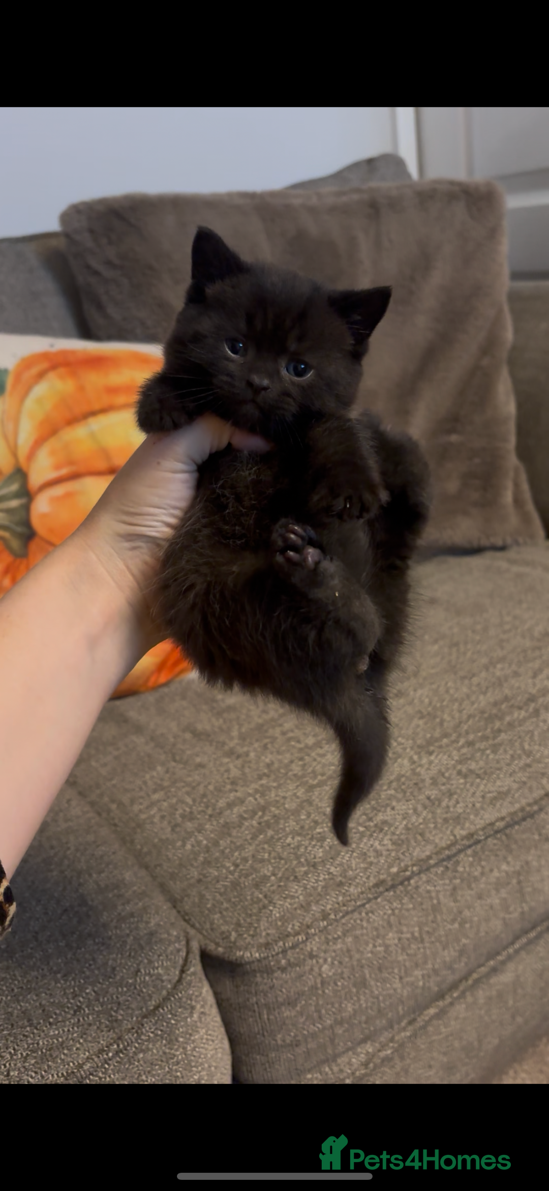 British Shorthair cats for sale: Chocolate BSH Kittens  - Image 2