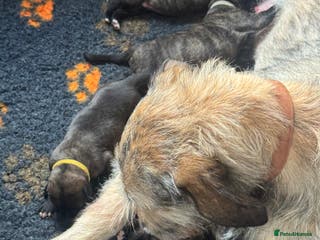 Irish Wolfhound dogs Outstanding Irish Wolfhound KC Reg Puppies - Advert 13