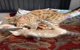 Bengal cats for sale: Bengal kittens - Image 19