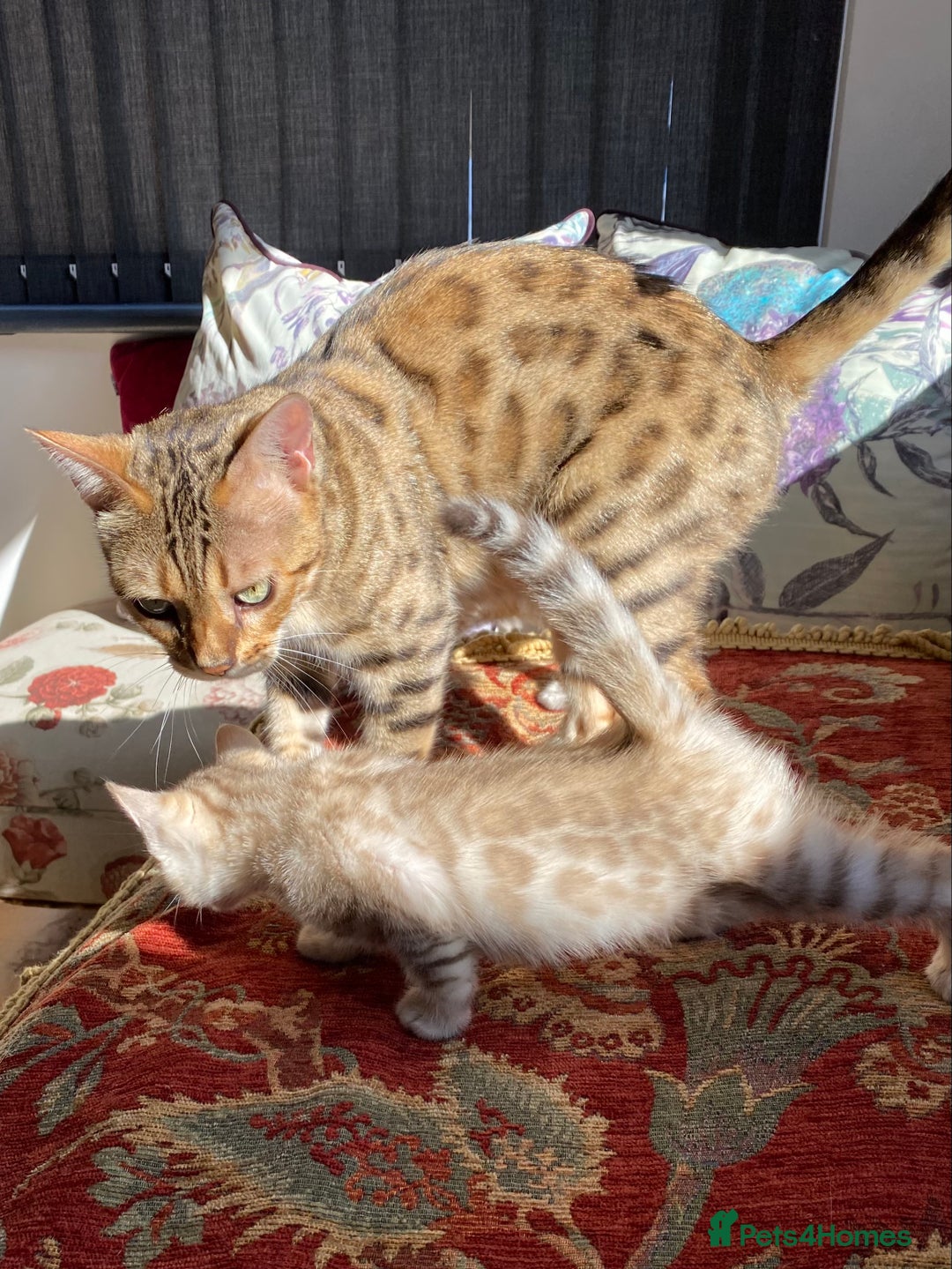 Bengal cats for sale: Bengal kittens - Image 19