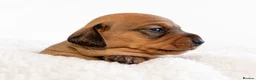 Miniature Dachshund dogs for sale: 1 boy left!Beautiful Miniature Dachshund Puppies   - Advert 13