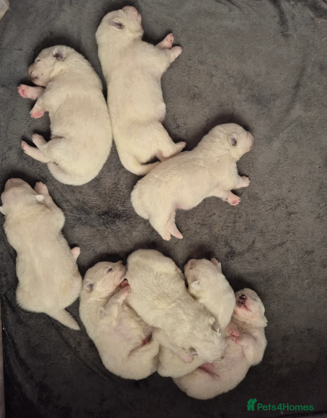 Samoyed dogs for sale: Samoyed Puppies, KC Registered & Health Screened in Barnsley - Advert 14