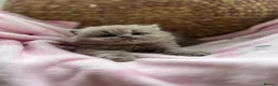 British Shorthair cats for sale: Gccf British Shorthair & Longhair Kittens - Advert 1