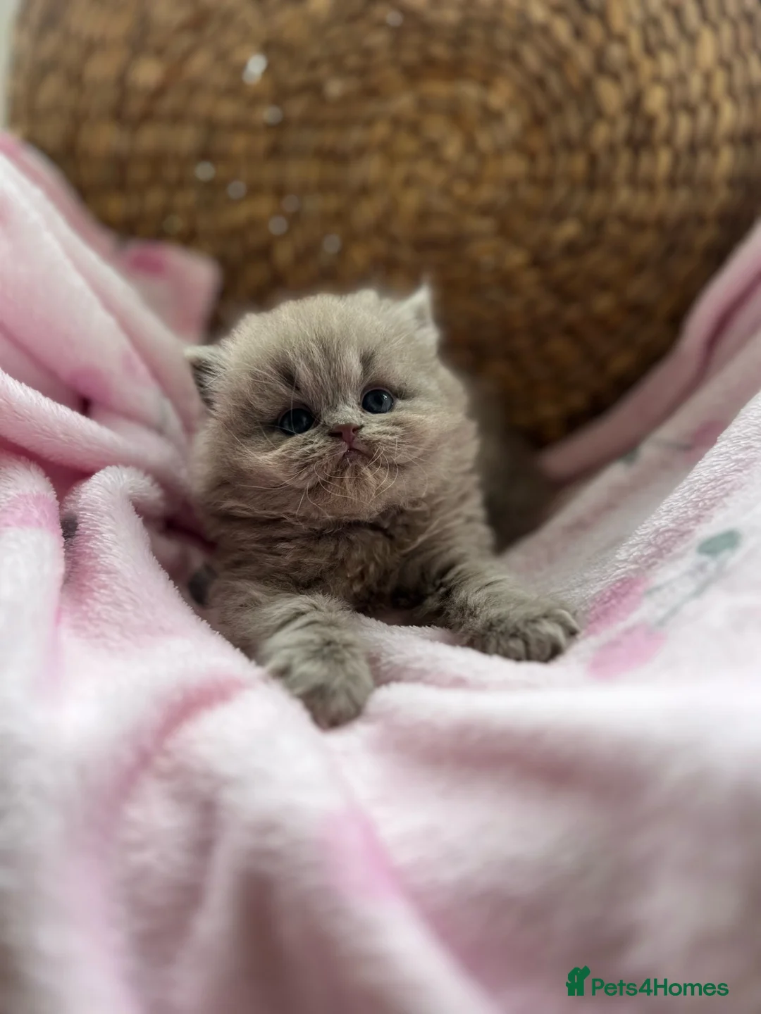 British Shorthair cats for sale: Gccf British Shorthair & Longhair Kittens - Advert 1