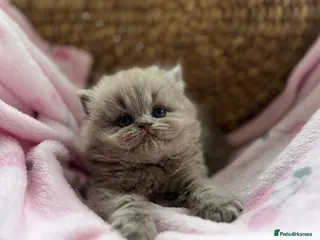 British Shorthair cats Gccf British Shorthair & Longhair Kittens - Advert 11