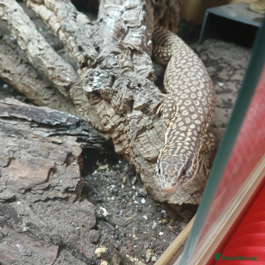 Monitor reptiles for sale: Yoshi the Akie monitor lizard - Advert 1